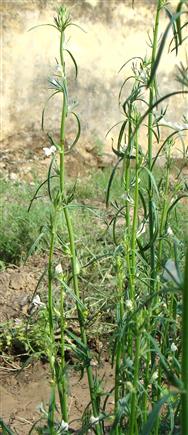 Misopates orontium